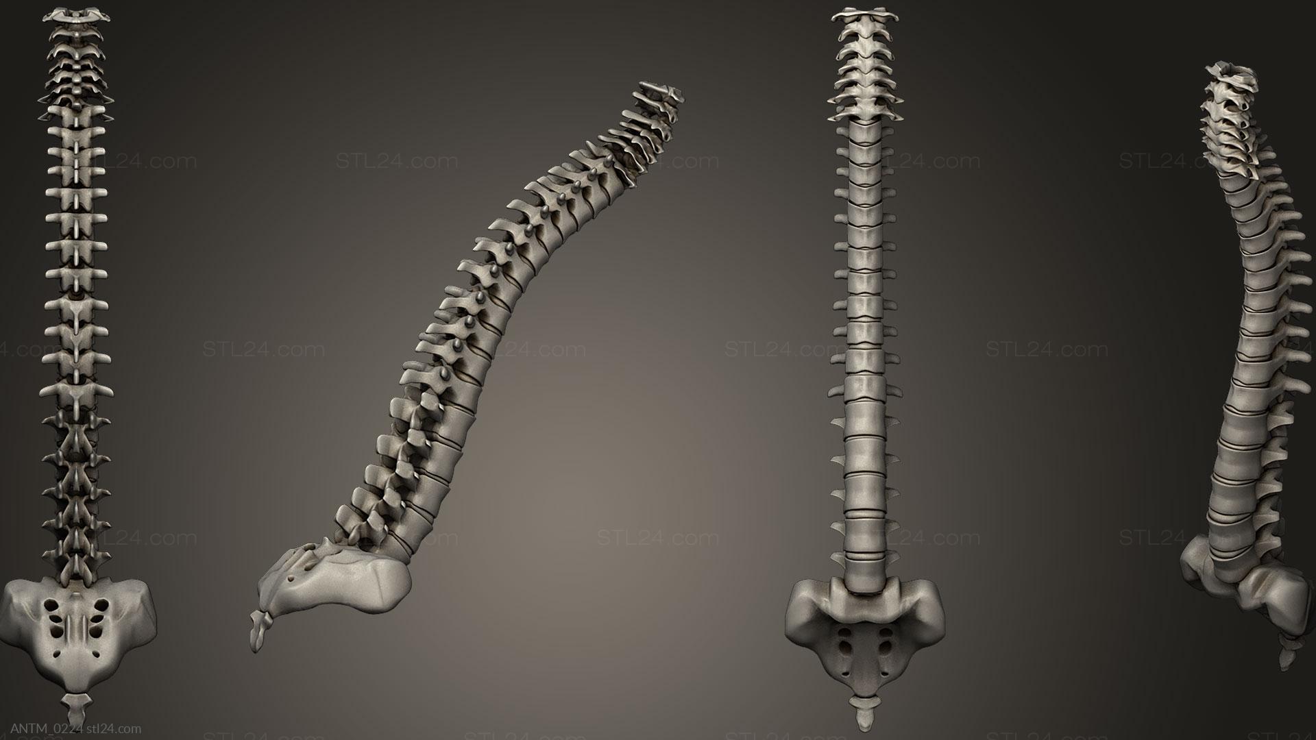 Anatomy of skeletons and skulls - Anatomy7, ANTM_0224. 3D stl model for CNC